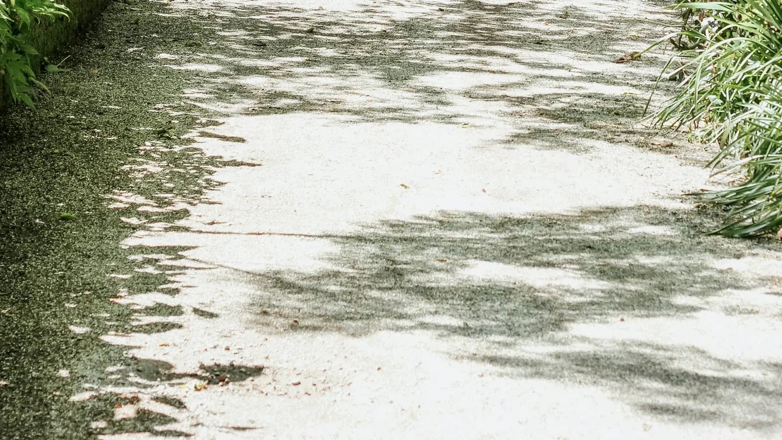 Ouder paar wandelt samen door een park